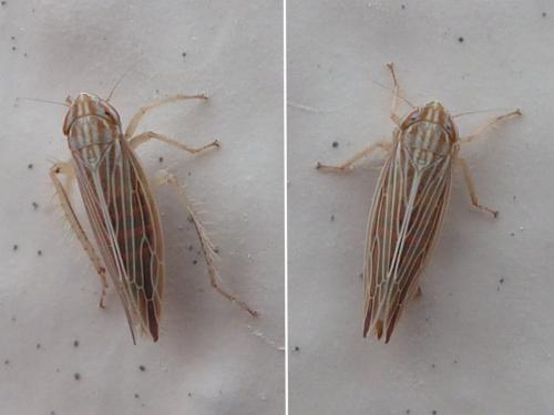 Réf. 180 752 : Mocydia crocea